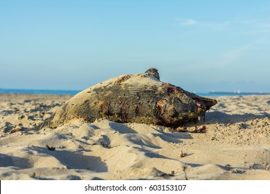 Dead Harbour Porpoise On The Beach