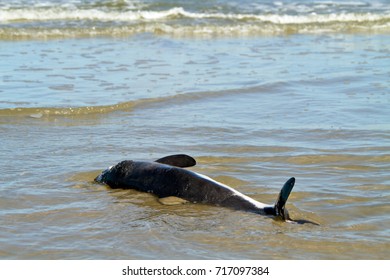 Dead Harbour Porpoise, Washed Up The Beach