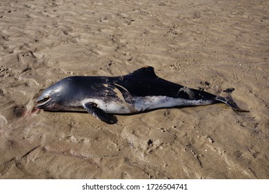 Dead Harbour Porpoise Washed Up On Beach, East Yorkshire, UK. Damage To Skin Indicates Contact With Propeller.