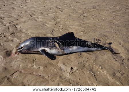 Dead harbour porpoise washed up on beach, East Yorkshire, UK. Damage to skin indicates contact with propeller.
