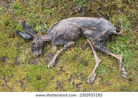 Dead hare, in advanced state of decomposition
