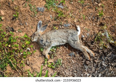 Dead hare rabbit lying on the side in a field