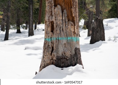 Dead Hazard Tree -- Marked For Removal