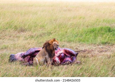 Dead Hippo and a male Lion on the savanna in Africa