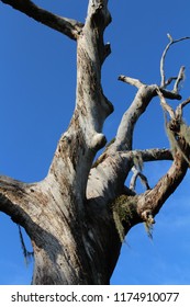 Dead, Hollowed Oak Tree On The North Shore Of Lake Pontchartrain Near New Orleans, Louisiana. 