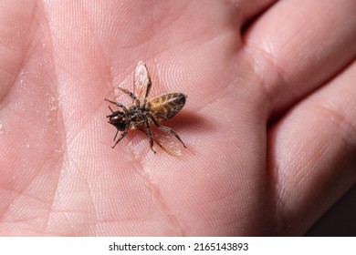 Dead Honey Bee In Hand. Mass Bee Deaths, Environmental Damage, Ecological Collapse Concept.