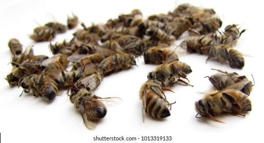 Dead Bee Images Stock Photos Vectors Shutterstock