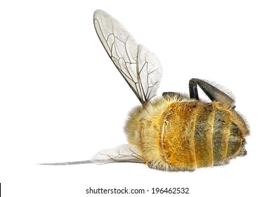 Dead Honeybee Isolated On A White Background 