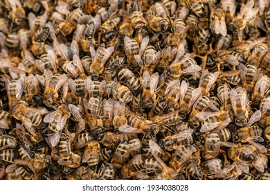 A lot of dead honeybees. Beehive in the spring. Cleaning the bees house.close-up. Apiculture. 