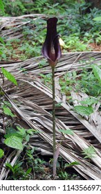 Dead Horse Arum Lily (Helicodiceros Muscivorus), Karnataka State, India