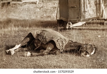 Dead horse with blanket on a grass. Sepia. - Shutterstock ID 1570293529