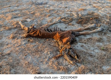 Dead horse decomposes on the ground in nature - Shutterstock ID 2201590409