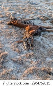 Dead horse decomposes on the ground in nature - Shutterstock ID 2204762011