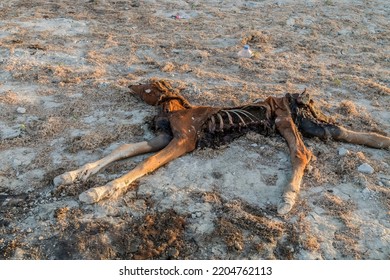 Dead horse decomposes on the ground in nature - Shutterstock ID 2204762113
