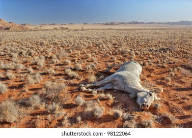 8,630 Dead horse Stock Photos, Images & Photography | Shutterstock