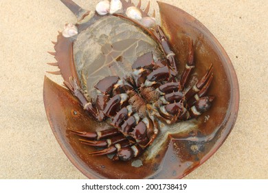 Dead Horseshoe crab close up