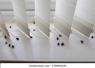 Dead house flies on a dirty window sill. Flies killed by fly spray. Unhygienic living conditions in a rented accomodation.