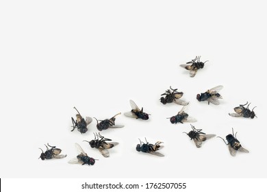 Dead House Flies On White Background