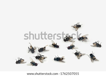 Dead house flies on white background