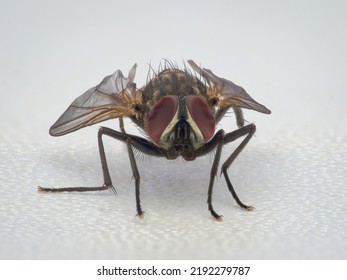Dead House Fly From The Front View