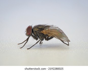 Dead House Fly From The Side View