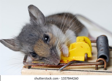 Dead House Mouse Caught In A Mousetrap