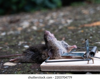 Dead House Mouse In A Mousetrap 