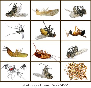 Dead Housing Pests. Insects - Parasites And Pests Isolated On White Background. Pest Control