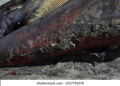 Dead Humpback Whale With Barnacles