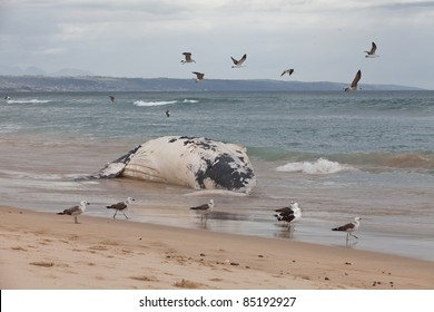 A dead humpback whale washed onto the beach, South Africa