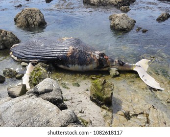 Dead Humpback Whale Washed Pebble Beach Stock Photo 1082618117 ...