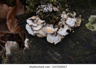 Dead or ill Plicaturopsis crispa, wood shrooms. A group of fungi overgrows a dead stump