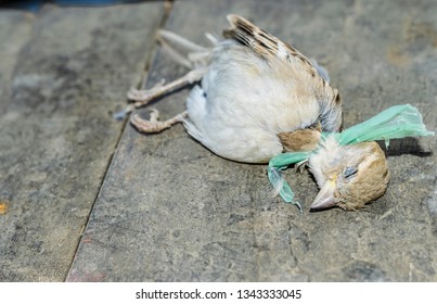 Dead Innocent Baya Weaver Birds Cause Of Plastic Pollution 