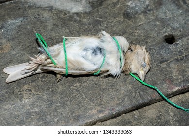 Dead Innocent Baya Weaver Birds Cause Of Plastic Pollution 