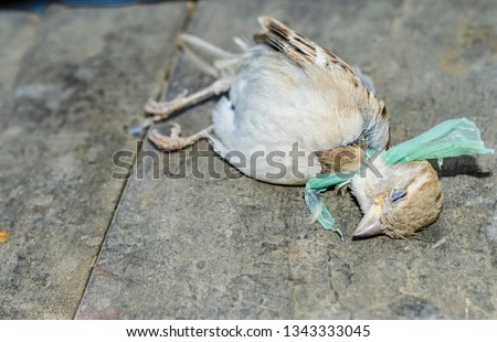 dead innocent baya weaver birds cause of plastic pollution  Stock photo © 