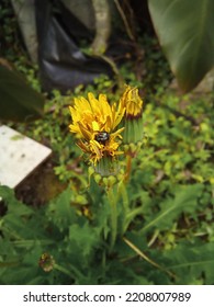 Dead Insect Head Stuck In Flower Bud