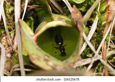 Dead Insect Inside Pitcher Plant