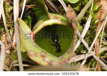 Dead insect inside pitcher plant