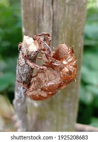 dead insect skeleton still attached to the wood
