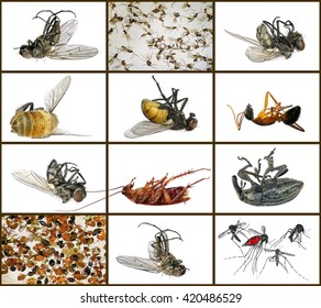 Dead Insects. Macro. Isolated On A White Background