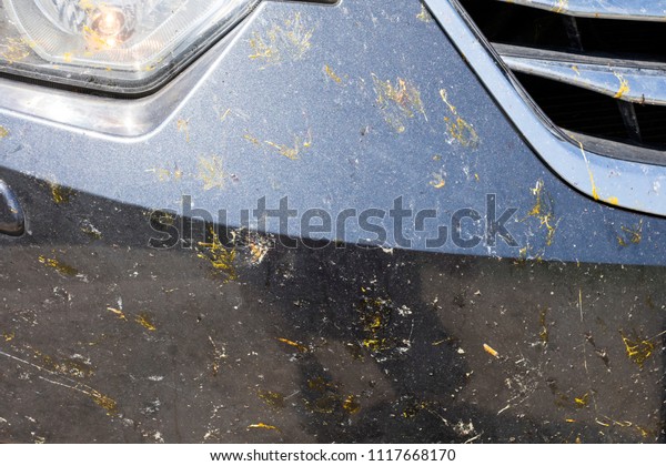Dead insects on the front bumper of a dark car.\
Spots from crushed insects