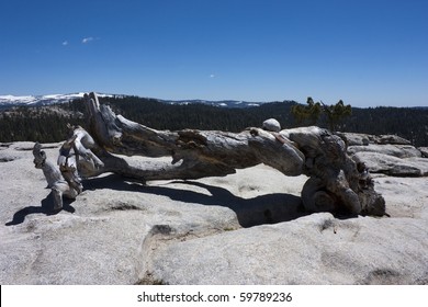 Dead Jeffrey Pine On Sentinel Dome In Yosemite National Park