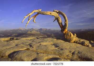 Dead Jeffrey Pine At The Top Of Sentinel Dome Over Yosemite Valley