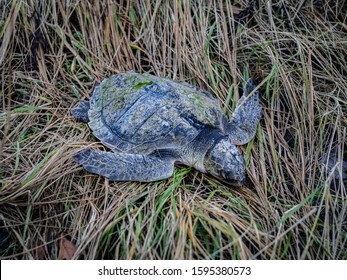 A Dead Kemps Ridley Sea Turtle On Grass