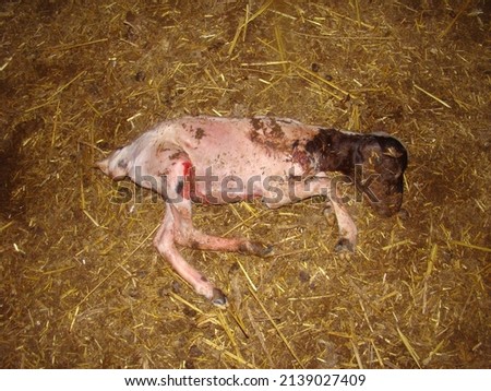 Dead lamb in barn.
Aborted fetus because of Pasteurella bacterial in the sheep.
Zoonotic disease, bacteria zoonosis, animal diseases.
Veterinary medicine, veterinarian, vet.
Pathology.
animal diseases