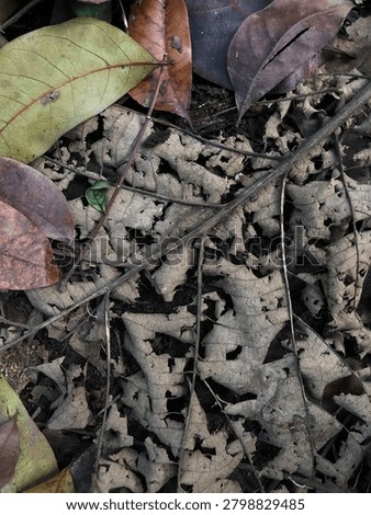 Dead Leaf lying at forest floor