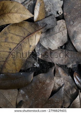 Dead Leaf lying at forest floor