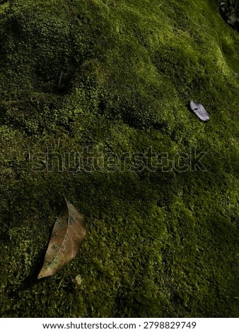 Dead Leaf lying at forest floor