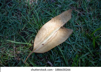 Dead Leaf Lying On Green Luscious Grass 