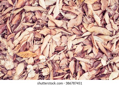 Dead leaf on background tree, Vintage color.